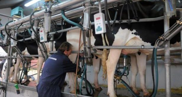 Proteína whey, maltrato animal