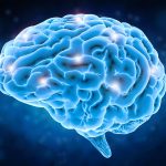 Brain
